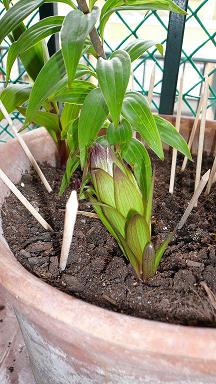 [Foto de planta, jardin, jardineria]