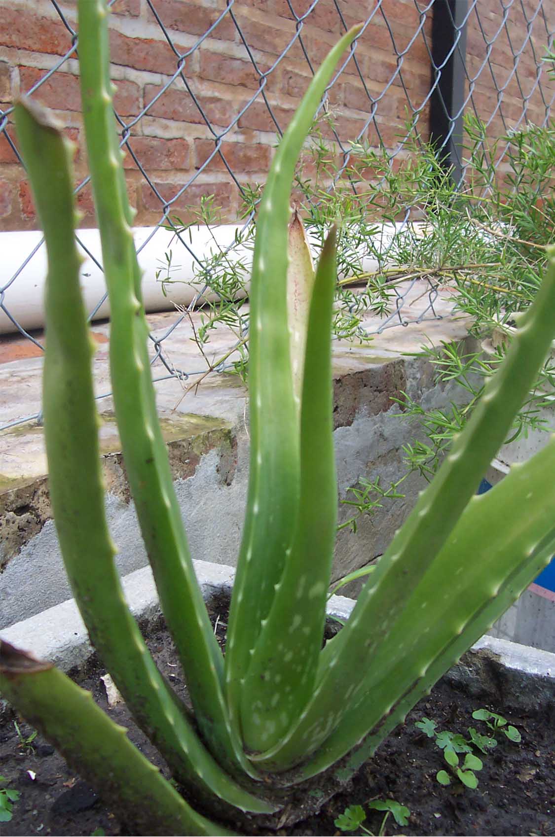 [Foto de planta, jardin, jardineria]