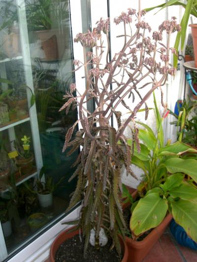[Foto de planta, jardin, jardineria]