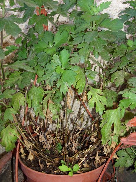 [Foto de planta, jardin, jardineria]