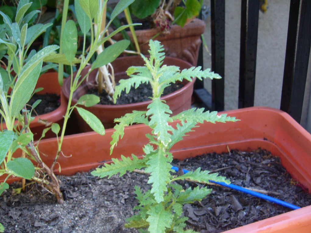 [Foto de planta, jardin, jardineria]