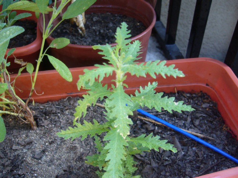 [Foto de planta, jardin, jardineria]