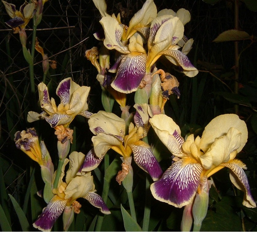 [Foto de planta, jardin, jardineria]