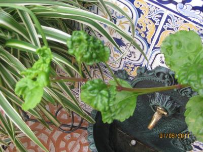 [Foto de planta, jardin, jardineria]