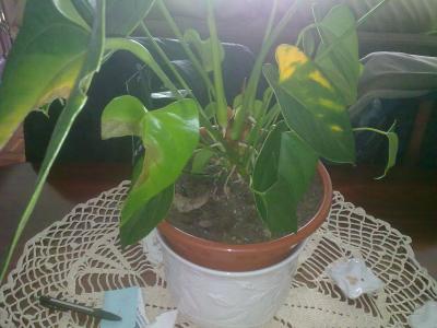 [Foto de planta, jardin, jardineria]