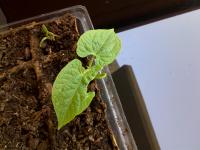 [Foto de planta, jardin, jardineria]