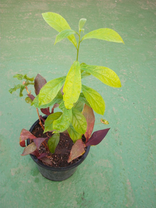 [Foto de planta, jardin, jardineria]