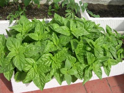 [Foto de planta, jardin, jardineria]