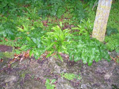 [Foto de planta, jardin, jardineria]