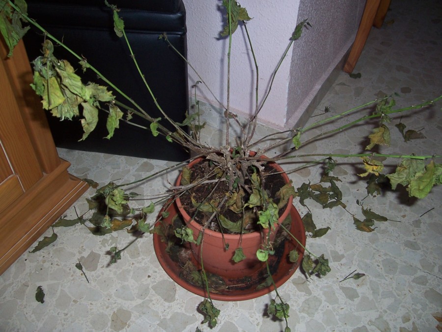 [Foto de planta, jardin, jardineria]