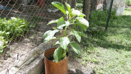 [Foto de planta, jardin, jardineria]