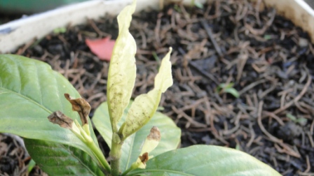 [Foto de planta, jardin, jardineria]