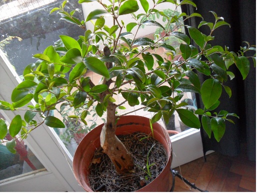 [Foto de planta, jardin, jardineria]