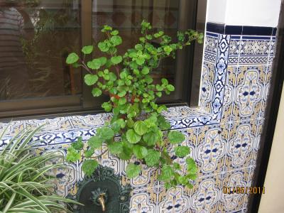 [Foto de planta, jardin, jardineria]