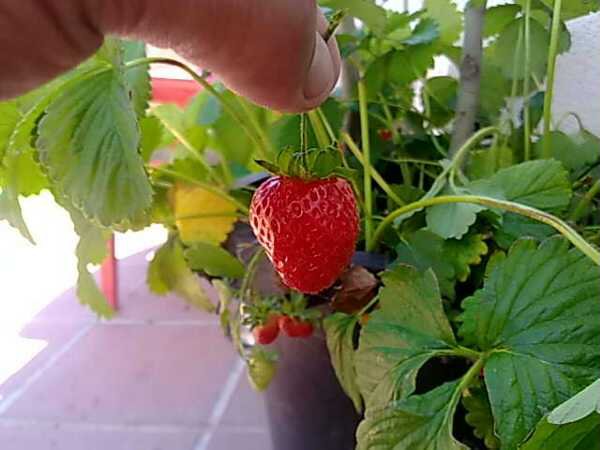 [Foto de planta, jardin, jardineria]