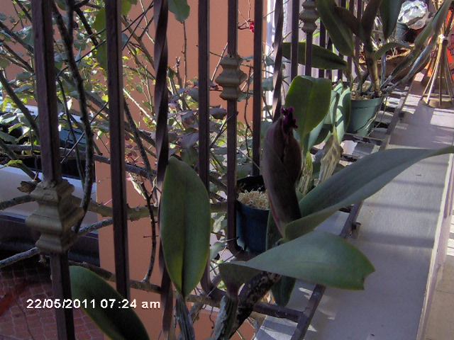 [Foto de planta, jardin, jardineria]