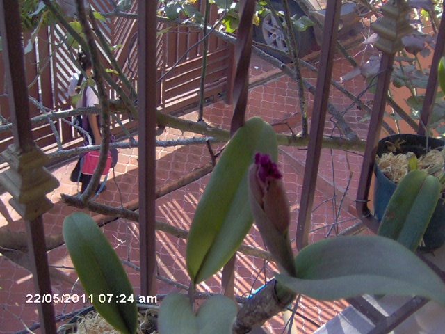 [Foto de planta, jardin, jardineria]