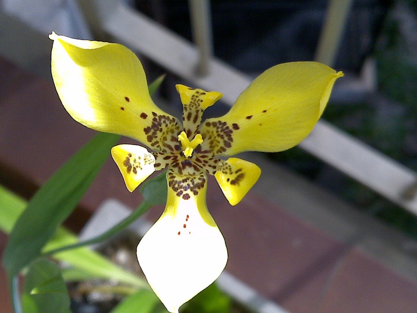 [Foto de planta, jardin, jardineria]