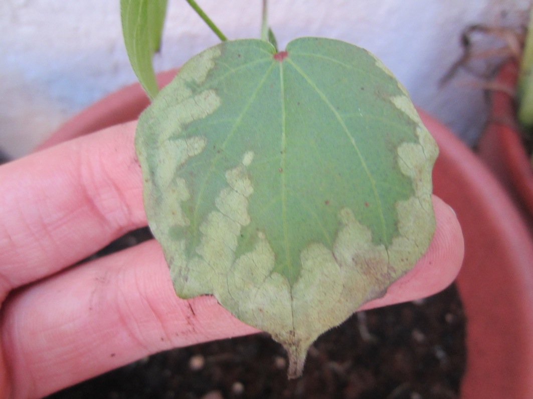 [Foto de planta, jardin, jardineria]