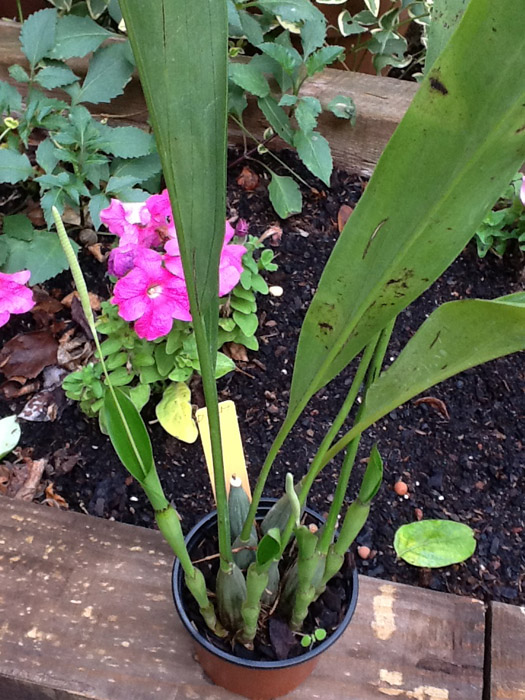 [Foto de planta, jardin, jardineria]