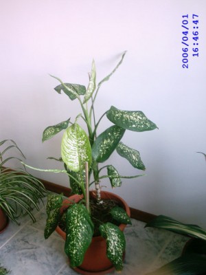 [Foto de planta, jardin, jardineria]