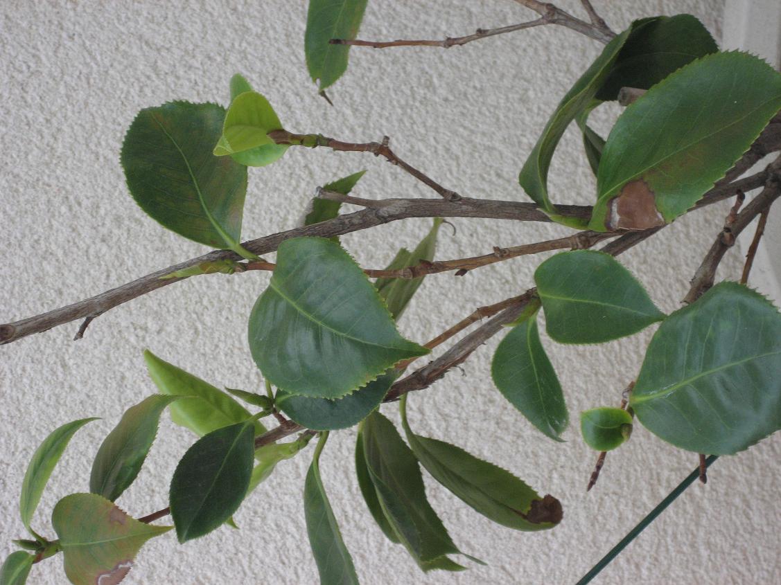 [Foto de planta, jardin, jardineria]