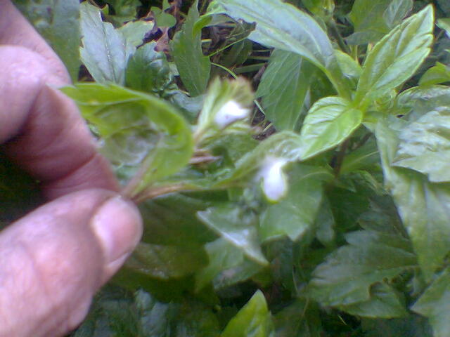 [Foto de planta, jardin, jardineria]