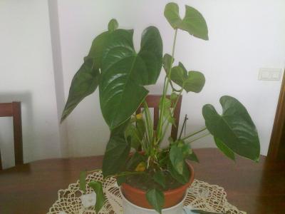 [Foto de planta, jardin, jardineria]