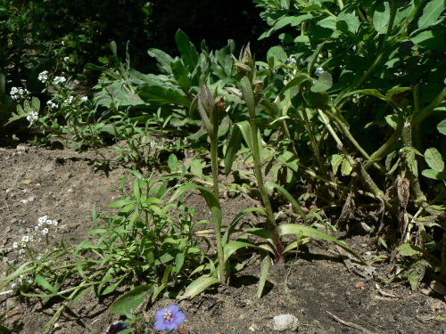 [Foto de planta, jardin, jardineria]