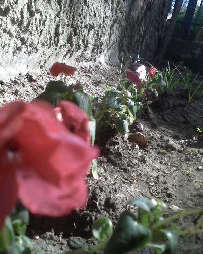 [Foto de planta, jardin, jardineria]