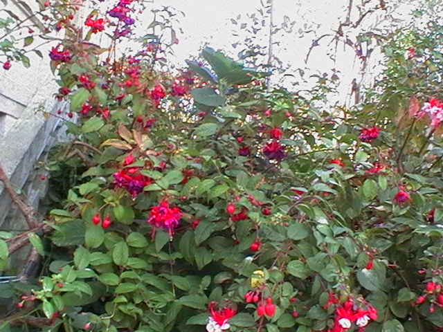 [Foto de planta, jardin, jardineria]