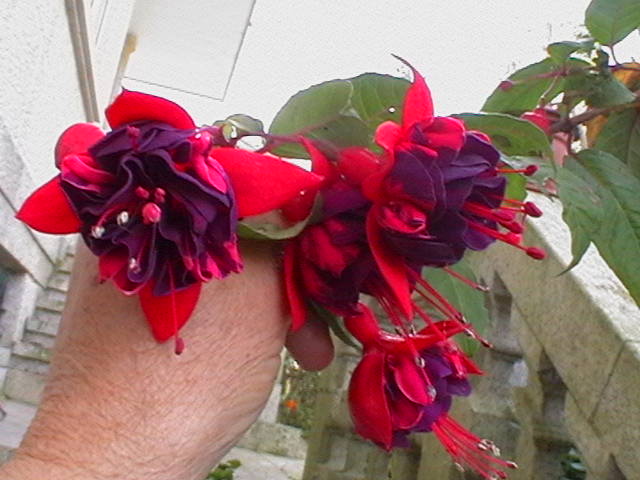 [Foto de planta, jardin, jardineria]