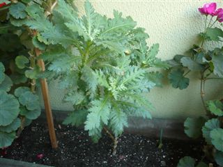 [Foto de planta, jardin, jardineria]