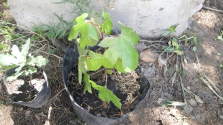 [Foto de planta, jardin, jardineria]