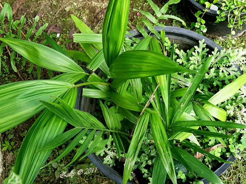 [Foto de planta, jardin, jardineria]