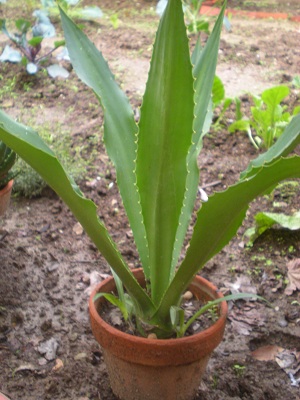 [Foto de planta, jardin, jardineria]