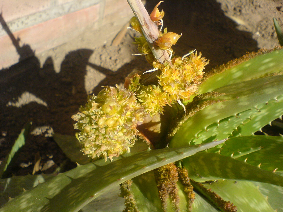 [Foto de planta, jardin, jardineria]