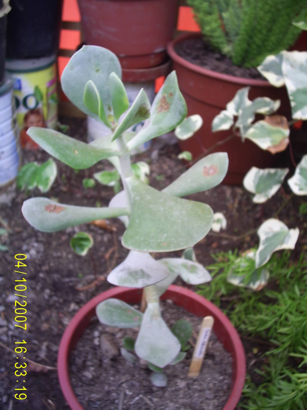 [Foto de planta, jardin, jardineria]