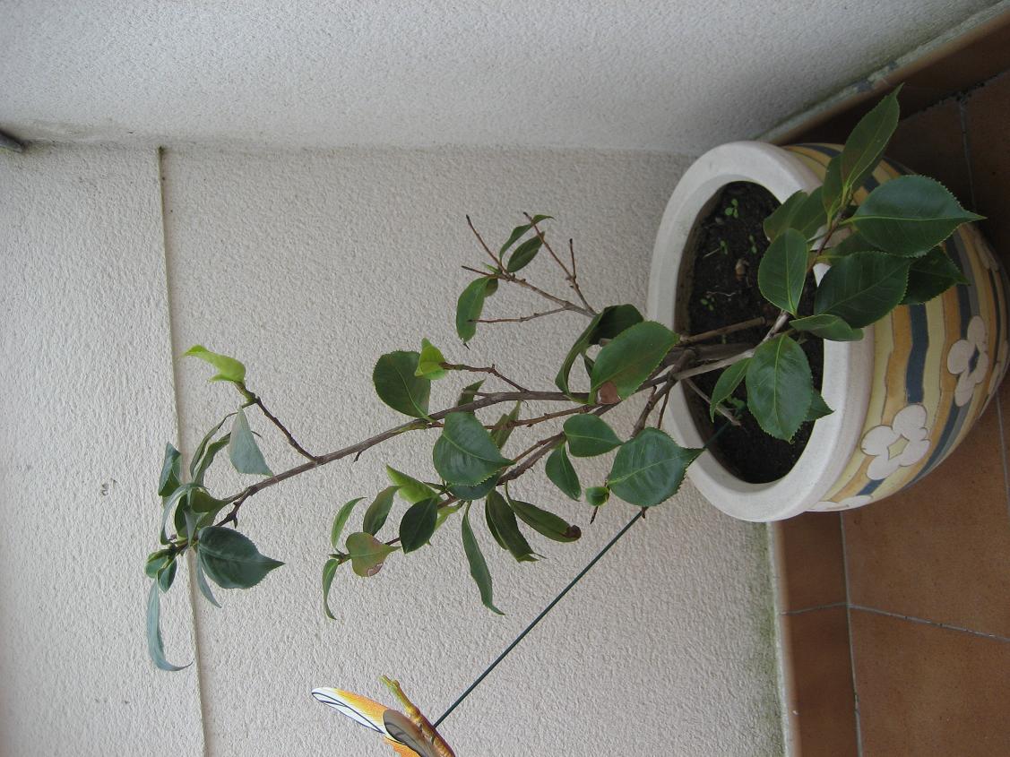 [Foto de planta, jardin, jardineria]