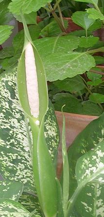 [Foto de planta, jardin, jardineria]