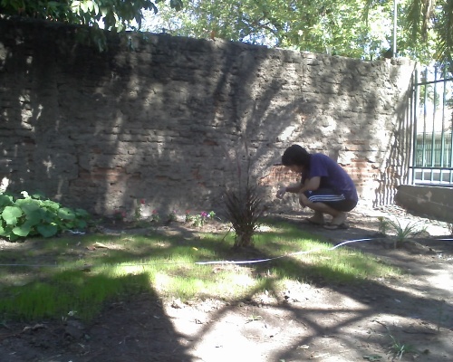 [Foto de planta, jardin, jardineria]