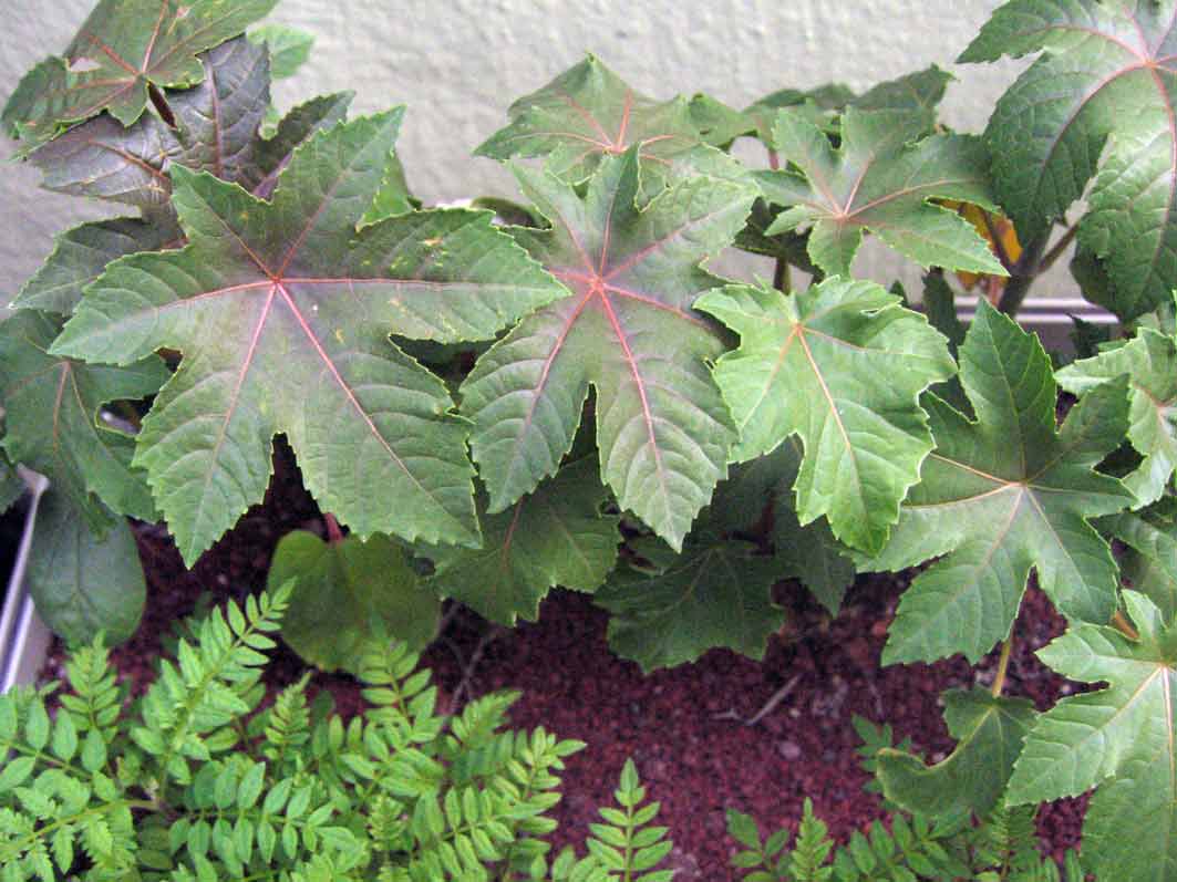 [Foto de planta, jardin, jardineria]