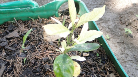 [Foto de planta, jardin, jardineria]