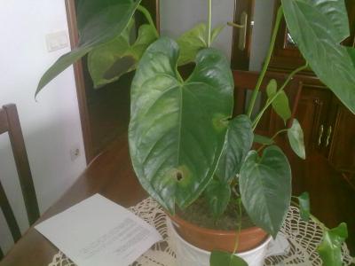 [Foto de planta, jardin, jardineria]
