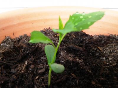 [Foto de planta, jardin, jardineria]