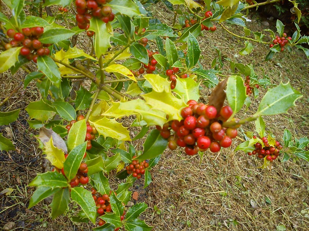 [Foto de planta, jardin, jardineria]