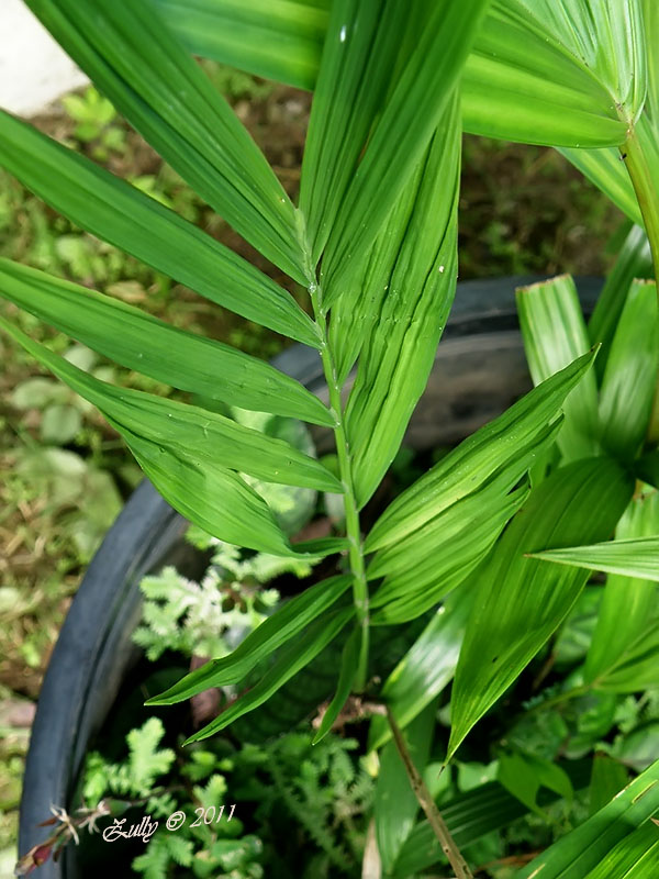 [Foto de planta, jardin, jardineria]