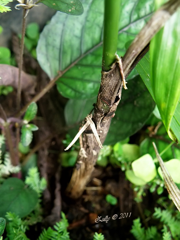 [Foto de planta, jardin, jardineria]