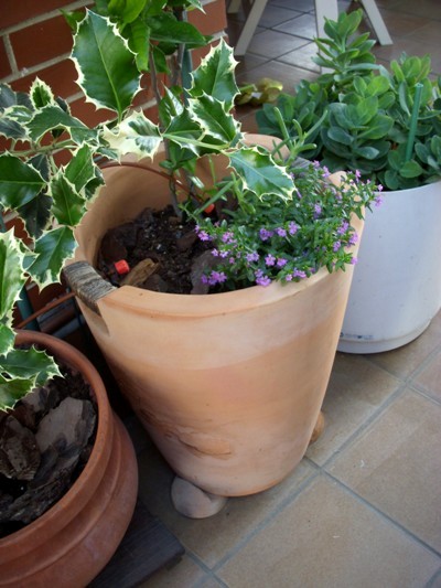 [Foto de planta, jardin, jardineria]