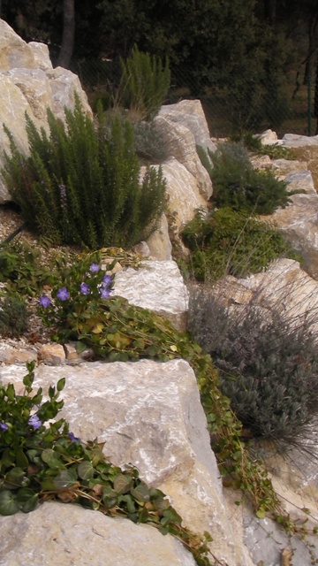 [Foto de planta, jardin, jardineria]